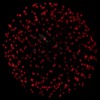 Fireworks 2