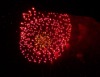 Fireworks 5